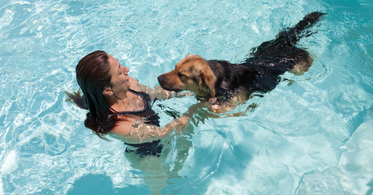 teach dog to swim in pool